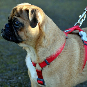 Harnais Basic Vert Red Dingo