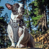 Charger l&#39;image dans la galerie, Harnais Sport Rembourré Red Dingo Gris