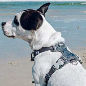 Harnais Sport Rembourré Red Dingo Gris