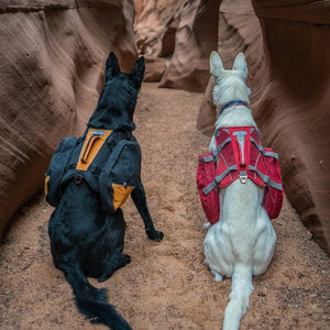 Harnais Baxter Sac A Dos Chien Kurgo L