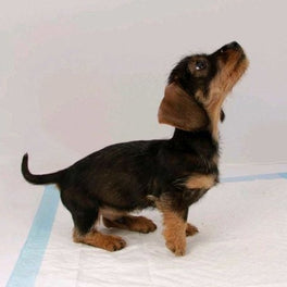 Tapis De Propreté Chiot x30